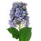 Vickerman 34" Artificial Lavender Cone Hydrangea Spray. 2 Stems In A Bag.